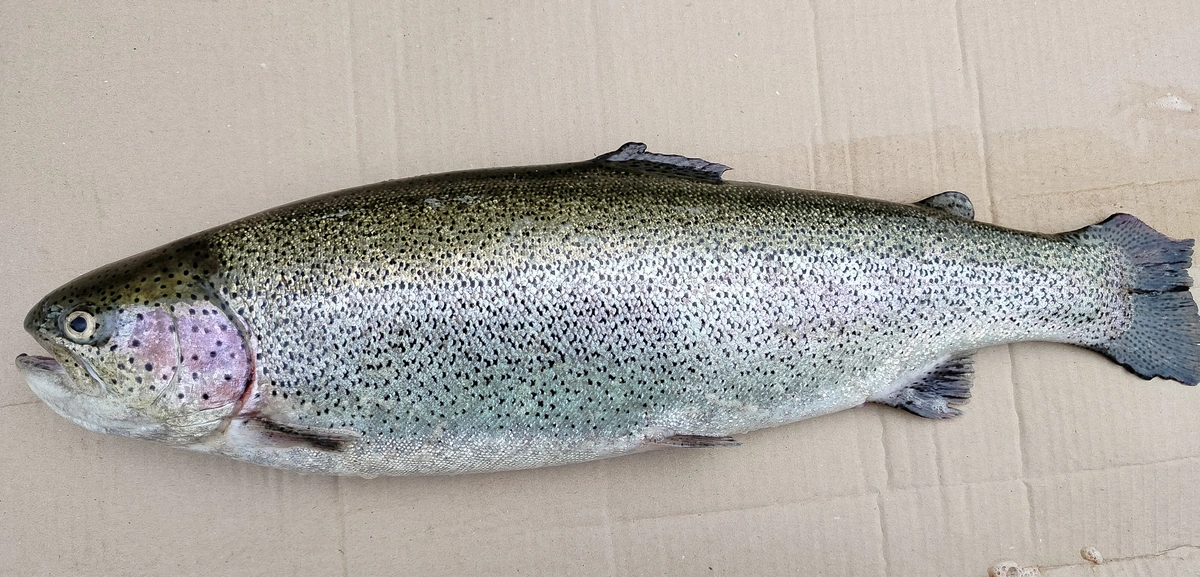 Форель, навеска 2,2 кг+, охлаждённая, с берега — фото 2